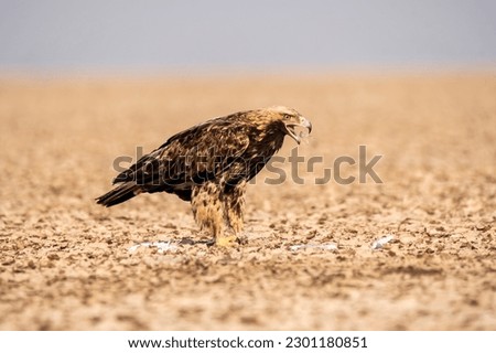 An Imperial Eagle finishing off an egret kill on the ground inside Wildass Sanctuary in an area known as Lesser rann of kutch during visit to the sanctuary