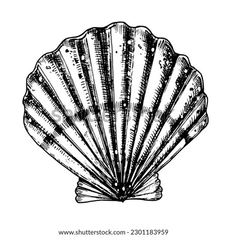 Vector Seashell. Hand drawn illustration of sea Shell on isolated background. Drawing of Scallop on outline style. Sketch of Cockleshell painted by black ink. Underwater line art for icon or logo. Royalty-Free Stock Photo #2301183959