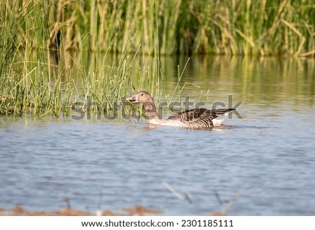 A graylag goose swimming in a small water body inside Wild ass Sanctuary inside Gujarat