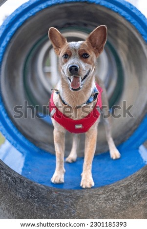 Australian Shepherd posing inside a blue tunnel