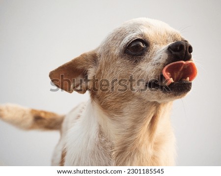 Old white chihuahua dog sticking out tongue