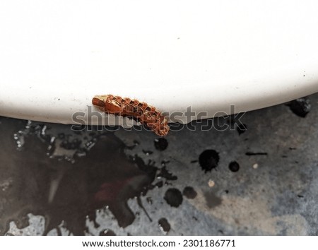 there is a brownish orange caterpillar 