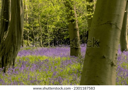 London, UK,  30 April 202 : English bluebells in Chalet Wood, Wanstead Park, London