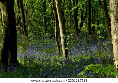 London, UK,  30 April 202 : English bluebells in Chalet Wood, Wanstead Park, London