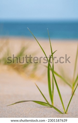 A beautiful and scenic intimate landscape of the sea grass and sand dunes. Royalty-Free Stock Photo #2301187639