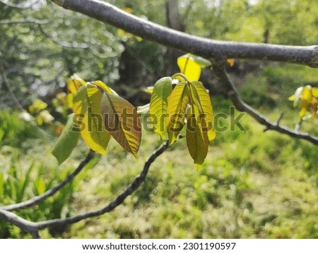 Juglans regia. walnut, royal walnut. green young leaves. leaves in the wind.