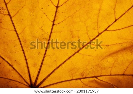 Natural texture of golden yellow autumn leaf close up. Seasons, fall leaves concept. For background, copy space