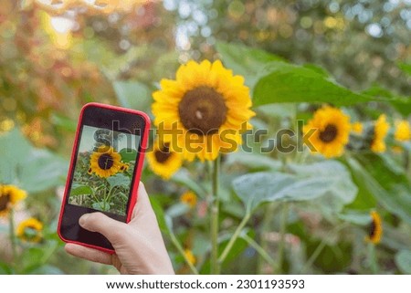 Female hand with mobile phone, making photo of bright sunflower on smartphone, selective focus. Modern technology