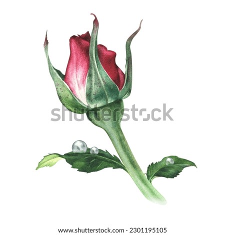 Watercolor botanical illustration. A closed bud of a pink rose with a few drops of dew on the leaves. Isolated on a white background. Hand drawn flower.Design printing on clothing, cosmetic packaging