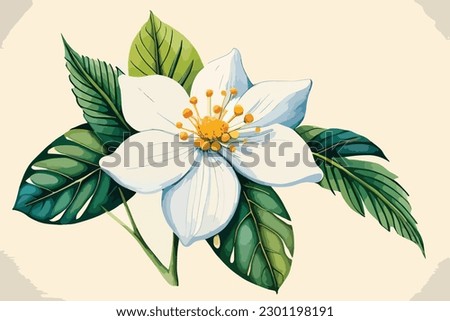 Jasmine flower watercolor floral art editable vactor  Royalty-Free Stock Photo #2301198191