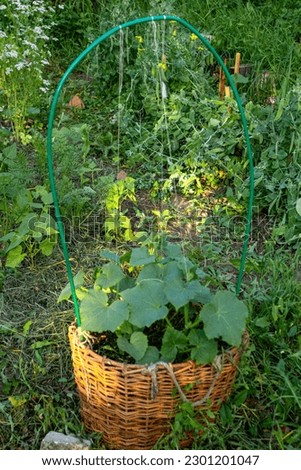 cucumber patch in a wicker basket beds of peas.