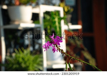 Purple orchid flowers on the long stem in home garden with defocused background