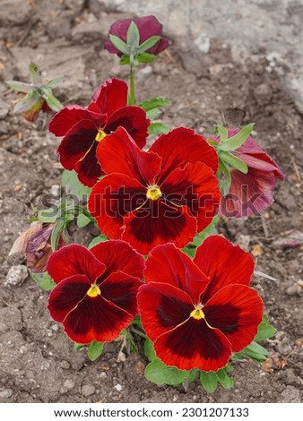 Pansy flowers, close up. Viola tricolor, with dark red maroon petals. Colorful garden pansy blossoms. Hybrid plant of Violaceae family. Symbol of remembrance, planted on graves, in cemeteries.