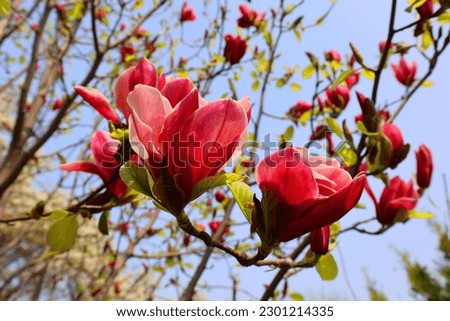 Magnolia tree flower is a large genus of about 210 flowering plant species in the subfamily Magnolioideae of the family Magnoliaceae. It is named after French botanist Pierre Magnol.