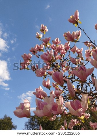 Incredible beauty: blooming magnolia, blue sky
