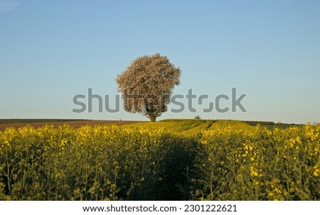 Cherry blossom, Blue sky with lonely  cherry blossom tree in the fields. Countryside landscape, rural panoramic landscape. Spring on the country. Yellow rapeseed.