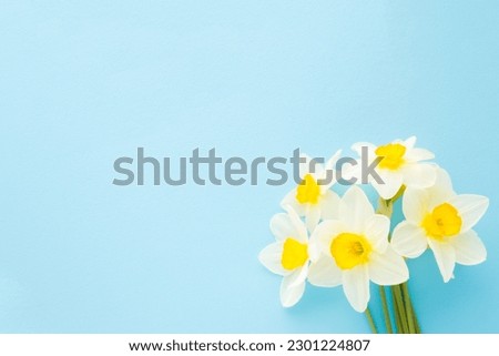 Beautiful fresh white yellow narcissus flower bouquet on light blue table background. Pastel color. Closeup. Congratulation concept. Empty place for inspirational text, lovely quote or sayings.