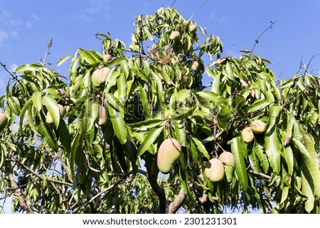 View of a mango plant in New Caledonia