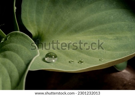 leaf fresh spring green new water waterdrop Royalty-Free Stock Photo #2301232013