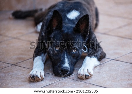 Beautiful black and white akita mutt dog. Mixed and cross-breed. Animal and pet photography.