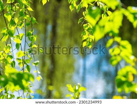 Beautiful view of hanging young birch twigs with green leaves in the foreground, illuminated by sunlight. The background is blurred