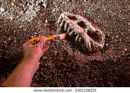 archaeologist paleontologist digs bones dinosaur skull close-up Royalty-Free Stock Photo #2301238329