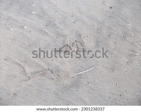 Footprint of a penguin on the beach