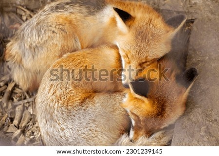 Two Fennec fox sleeping together. Red fox, vulpes vulpes, small young cubs. Cute little wild predators in natural environment. Brotherhood of animals in wilderness. Foxes in zoo. Top view.