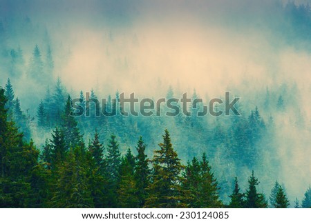 Beautiful red fog in a Carpathian misty forest. Vintage picture