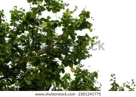 leaves on white background, di cut