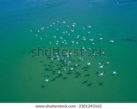 drone shot aerial view top angle bright sunny day beautiful scenery natural river turquoise blue lake avian life wildlife photography swarm of birds flying flamingos sanctuary india 