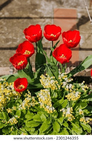 Beautiful red tulip flowers bloom in the garden. Photography, nature, flowering,