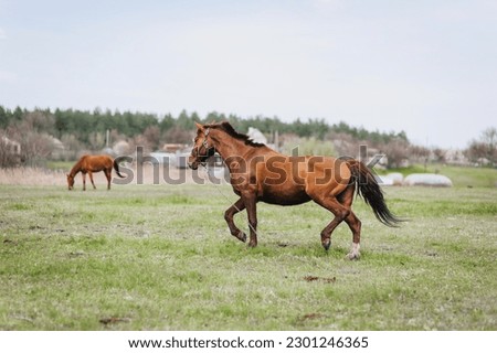 A beautiful young fast brown horse runs in a meadow with green grass in a pasture, nature. Animal photography, portrait.