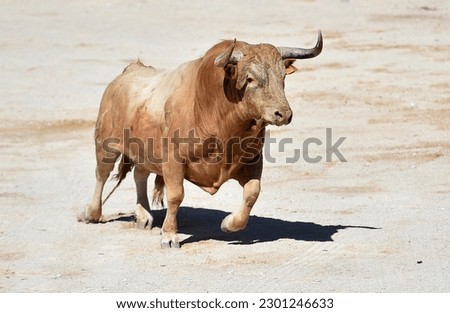 Strong spanish bull in the bullring Royalty-Free Stock Photo #2301246633