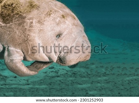 Magnificent manatee sea cow swims in the vicinity of the sandy surface of the seabed close-up