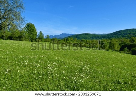 Meadow with white flowers and forest covered hills behind in  Lika-Senj county, Croatia Royalty-Free Stock Photo #2301259871
