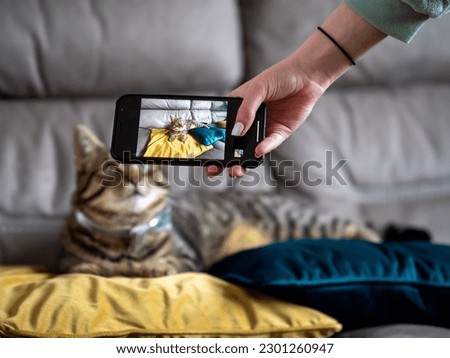 Smart phone screen with cute tabby cat in focus. Cat out of focus in the background. Taking picture of pet concept.