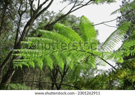 Photo of a well-developed fern plant
