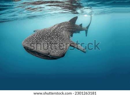 A magnificent giant whale shark, the largest fish on the planet, swims in the blue water column
