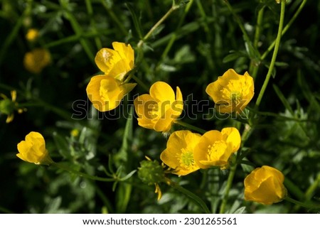 Close up flowering Ranunculus or buttercup plant on green meadow
