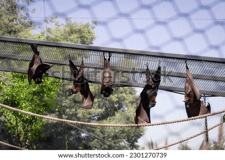 Bats hanging from the top of the cage at a zoo Royalty-Free Stock Photo #2301270739