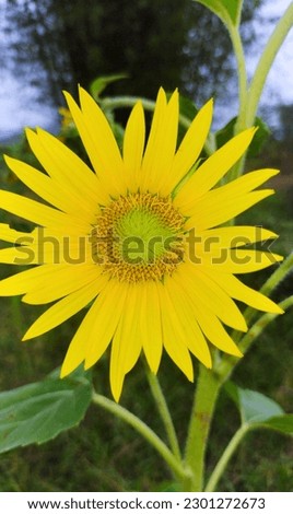 A very small beautiful sunflower