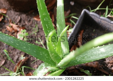 Aloe vera tree stock photo