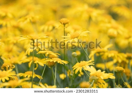 Meadow of Blooming yellow daisy flowers to brighten up the day
