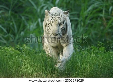 white tiger with noise artifacts and blur background picture                          