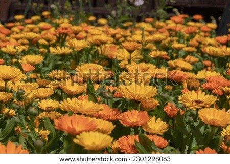 Closeup of the yellow and orange flowers of Calendula officinalis or common marigold. Royalty-Free Stock Photo #2301298063