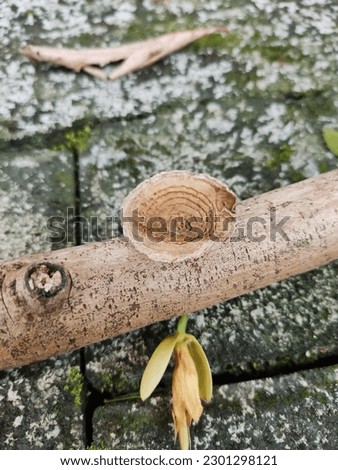 The mushroom growing on a stick of wood
