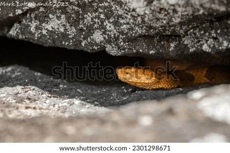 Massachusetts copperhead in a rock crevice near its overwintering den  Royalty-Free Stock Photo #2301298671