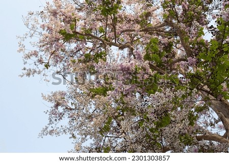 Thai bungor tree (Lagerstroemia loudonii Teijsm and Binn)