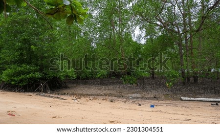 Avicennia Marina Tropical Forest And Mangrove Trees On The Coast Of Belo Laut Village, Indonesia Royalty-Free Stock Photo #2301304551